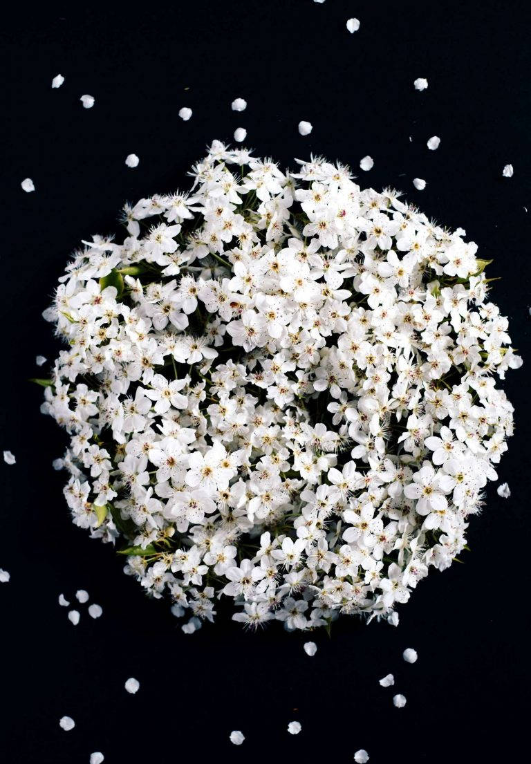 花 桌布 壁紙 — 一簇密集的白色嬌嫩花朵，花瓣散落，漂浮在純黑背景上。