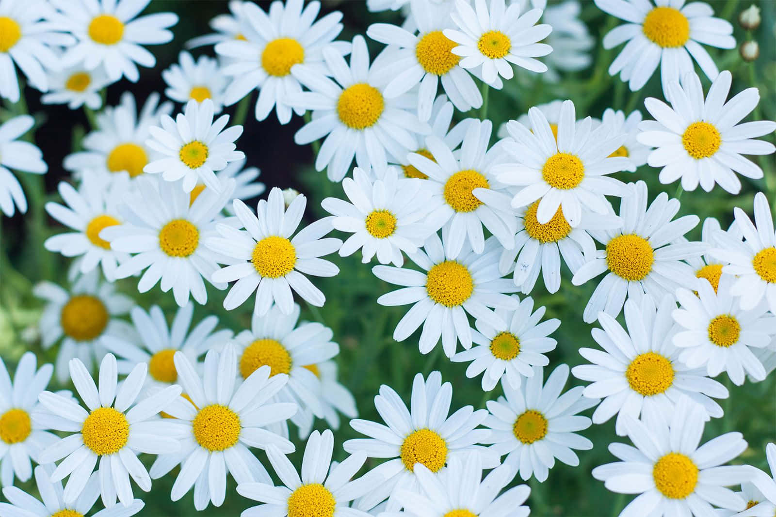 Daisies 桌布 壁紙 — 一簇密集的白色雛菊，帶有明亮的黃色花心，在柔和的綠色背景下盛開。
