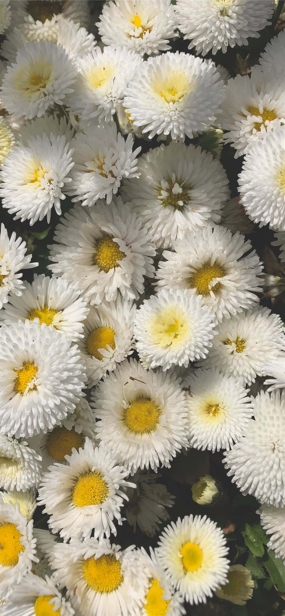 Tumblr White 桌布 壁紙 — 一簇密集的白色雛菊，帶有明亮的黃色花心，在自然花園環境中填滿了畫面。