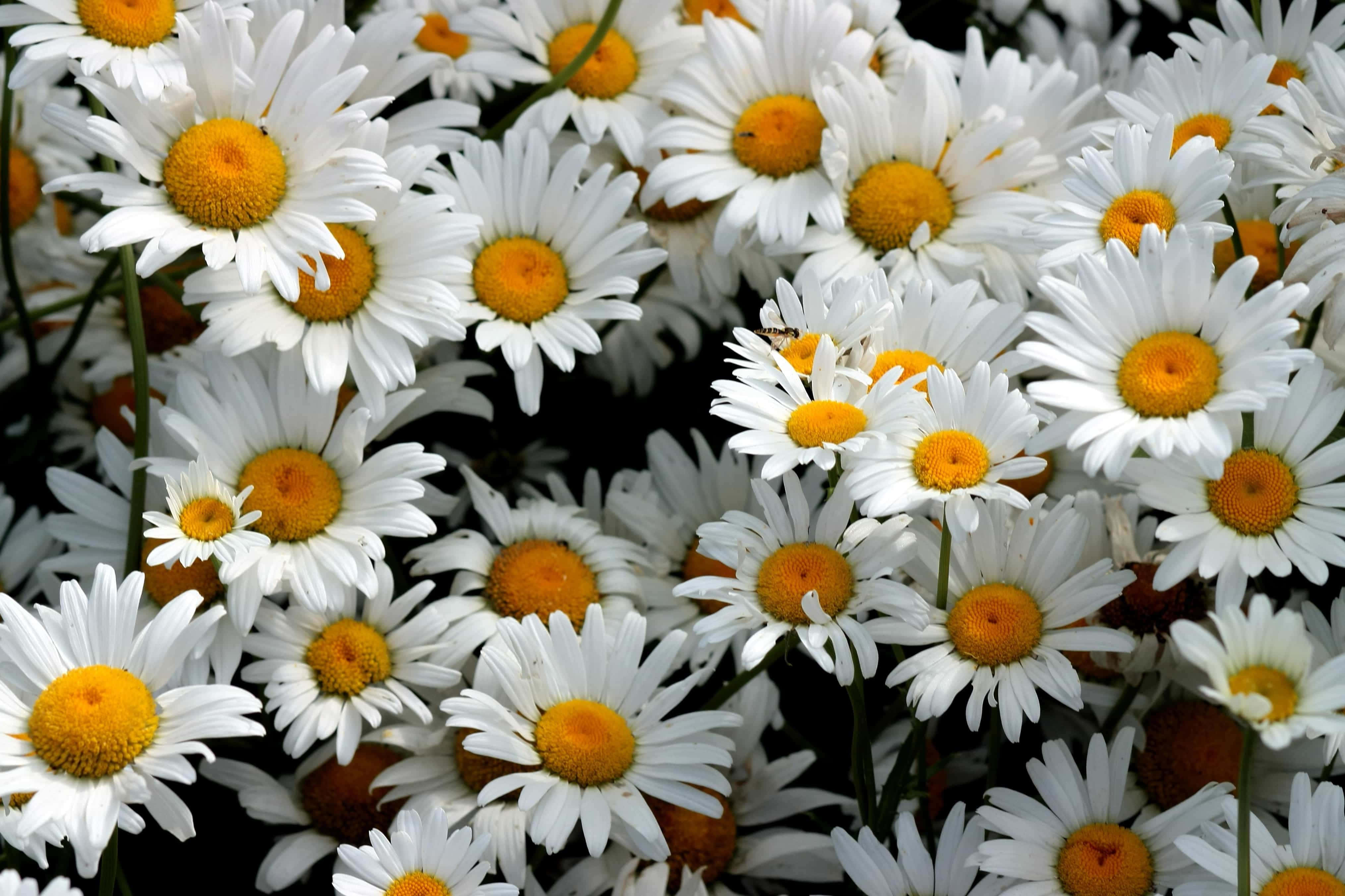 Daisy 桌布 壁紙 — 一簇密集的白色雛菊，帶有明亮的黃色花心，在深色背景下盛開。