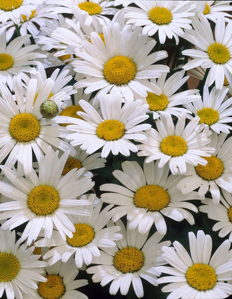 Daisies 桌布 壁紙 — 一簇密集的白色雛菊，帶有明亮的黃色花心，在深綠色背景上盛開。