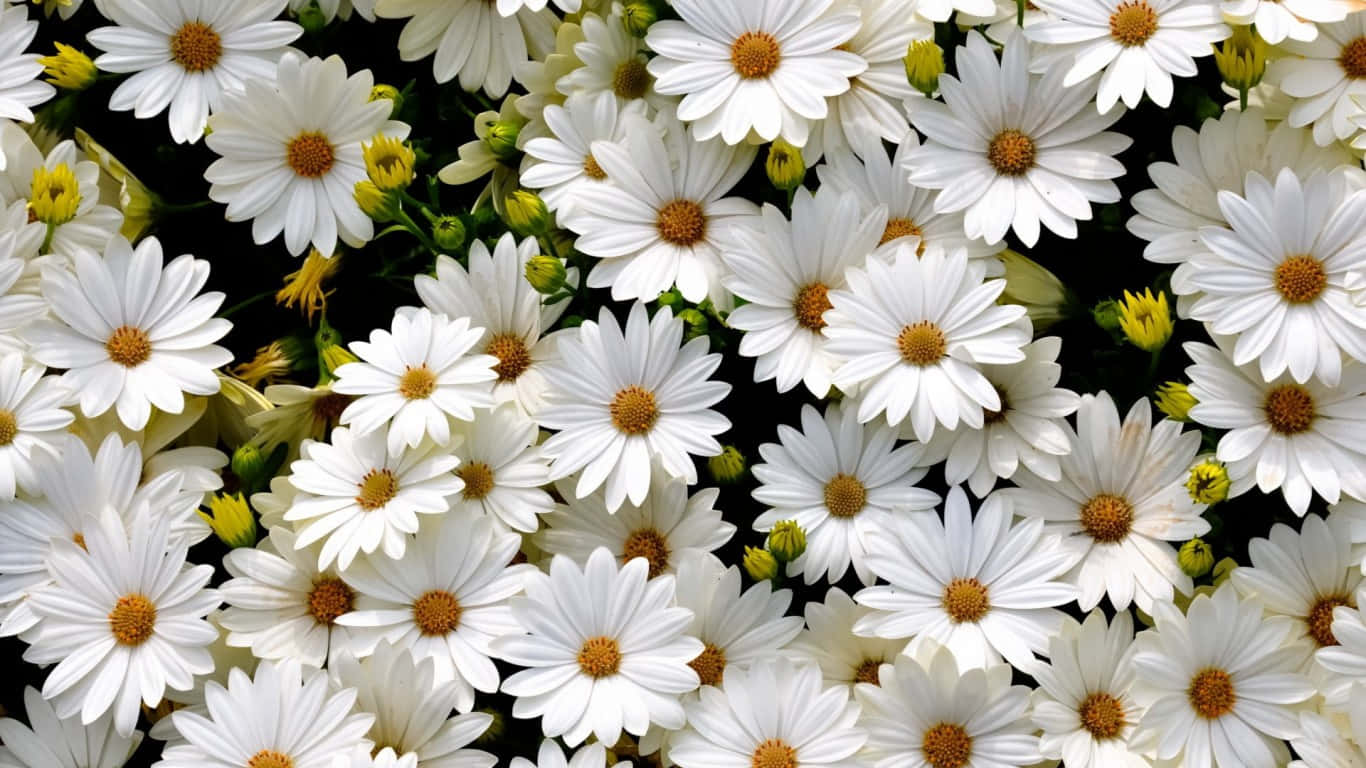 1366x768 Daisies 桌布 壁紙 — 一簇密集的白色雛菊，黃色花心，在深色背景下盛開。