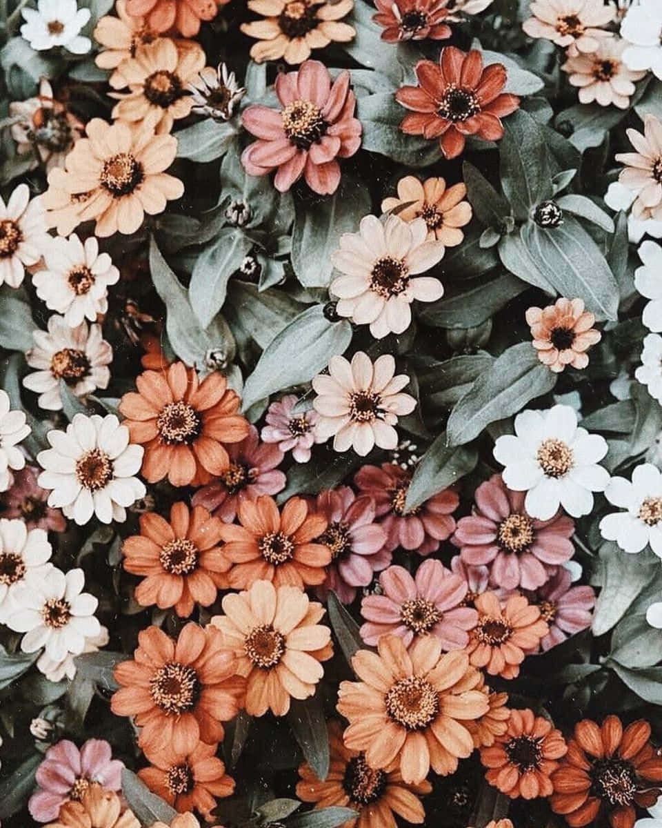 Cute Aesthetic Flower 桌布 壁紙 — 一簇密集的百日菊，呈現溫暖的蜜桃粉紅和白色色調，深色花心隱藏在柔和的綠葉之間。