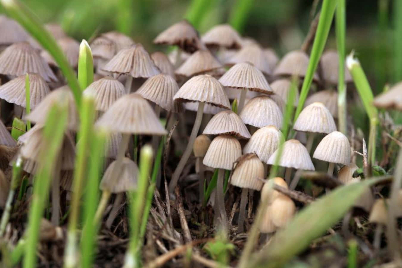 Magic Mushroom 桌布 壁紙 — 一簇密集的米色精緻蘑菇，帶有棱紋菌蓋，從泥土中冒出，周圍是充滿活力的綠色草葉。