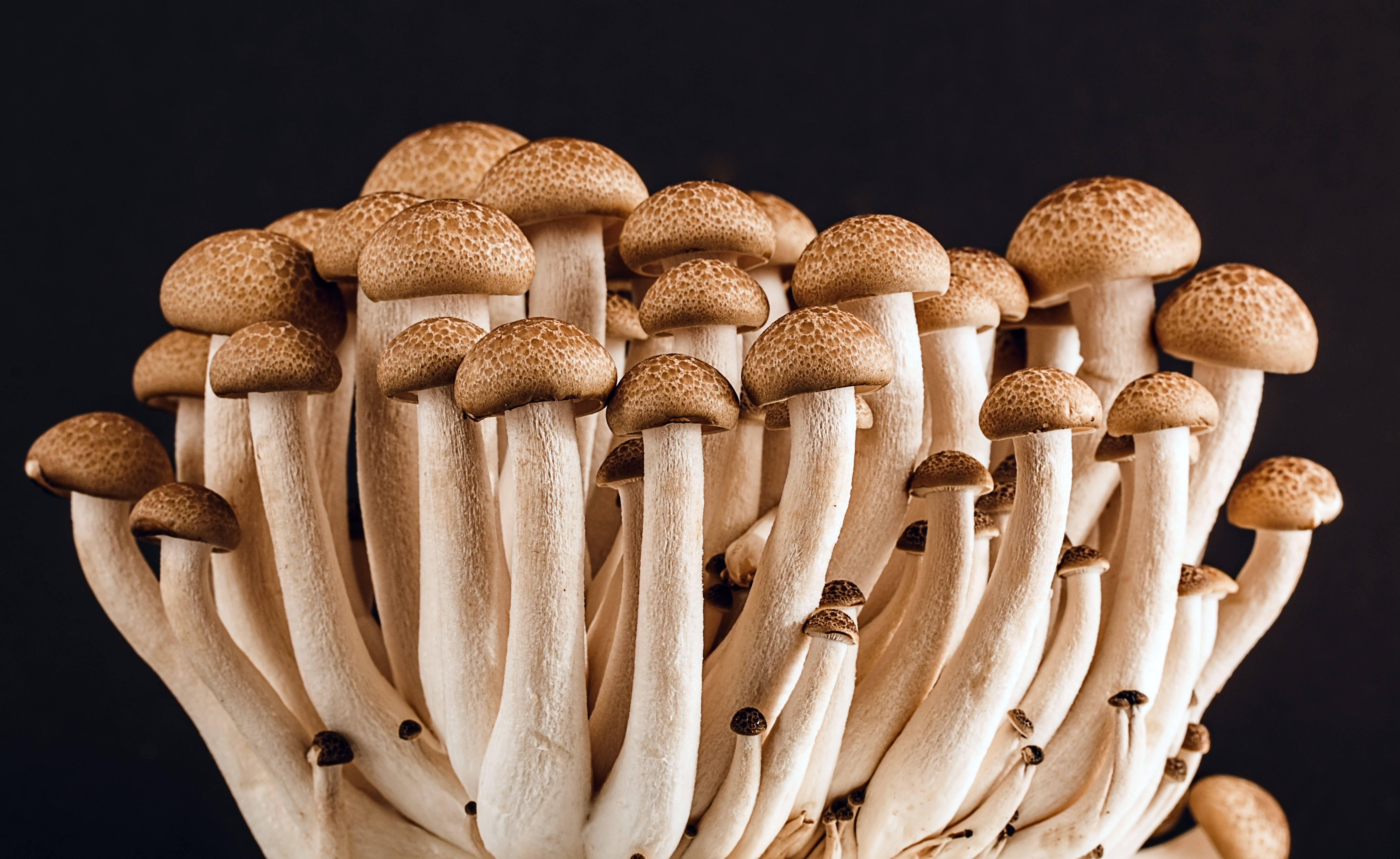 Mushroom Aesthetic 桌布 壁紙 — 一簇密集的米色金針菇，帶有斑點菌蓋，在深色背景下格外突出。