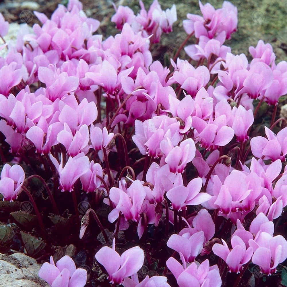 Cyclamen 桌布 壁紙 — 一簇密集的粉紅色仙客來花朵在深色泥土和散落岩石的背景下鮮豔綻放。