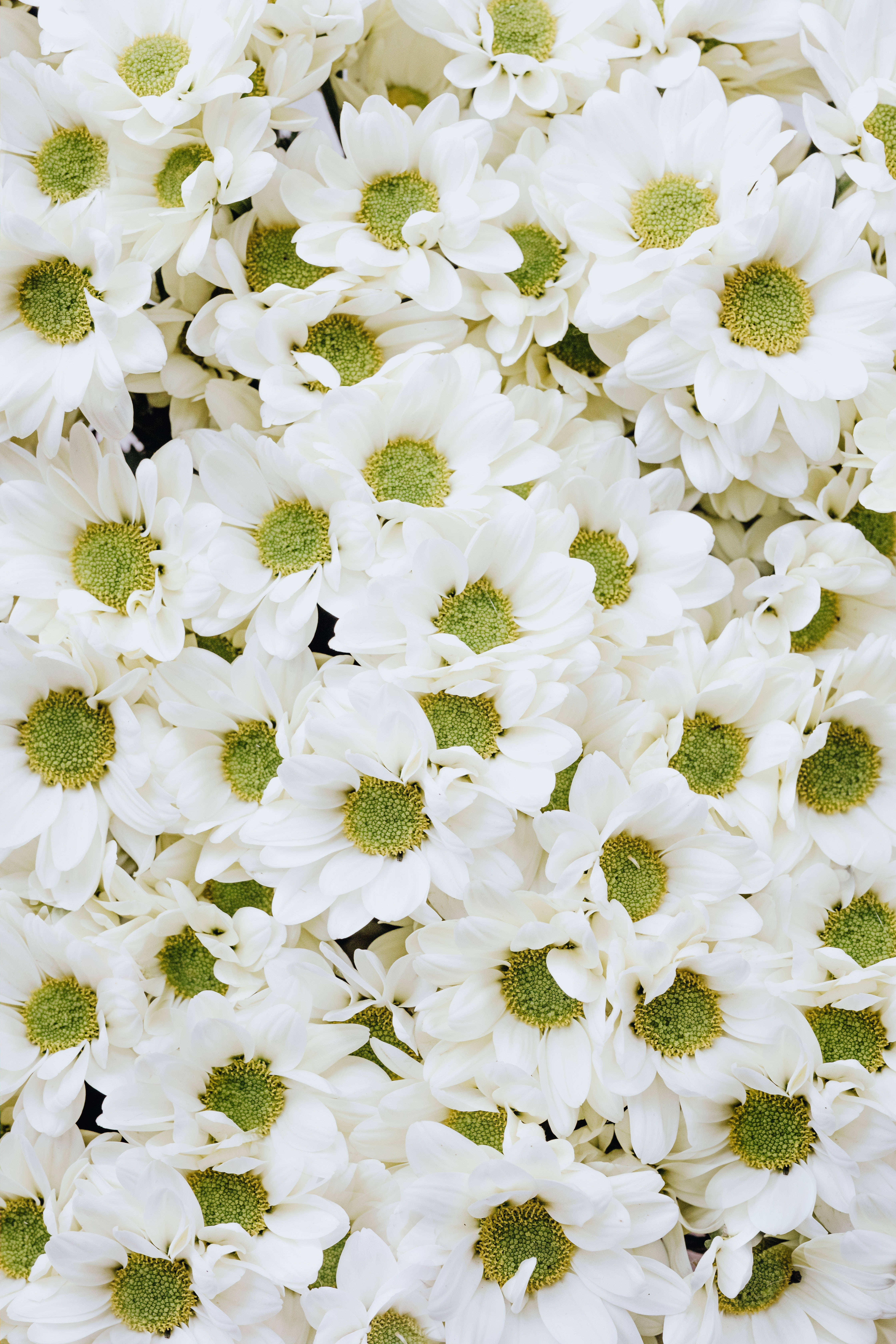 White Flowers 桌布 壁紙 — 一簇密集的純白雛菊，帶有鮮綠色花心，在柔和自然光線中充滿畫面。