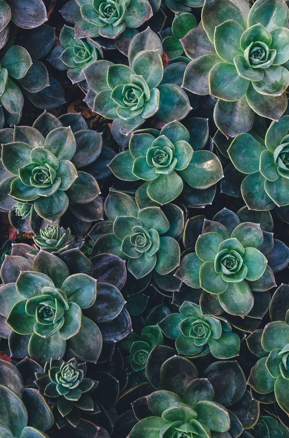 Plant 桌布 壁紙 — 一簇密集的蓮座狀多肉植物，帶有深綠色和藍綠色調，緊密排列並相互重疊。