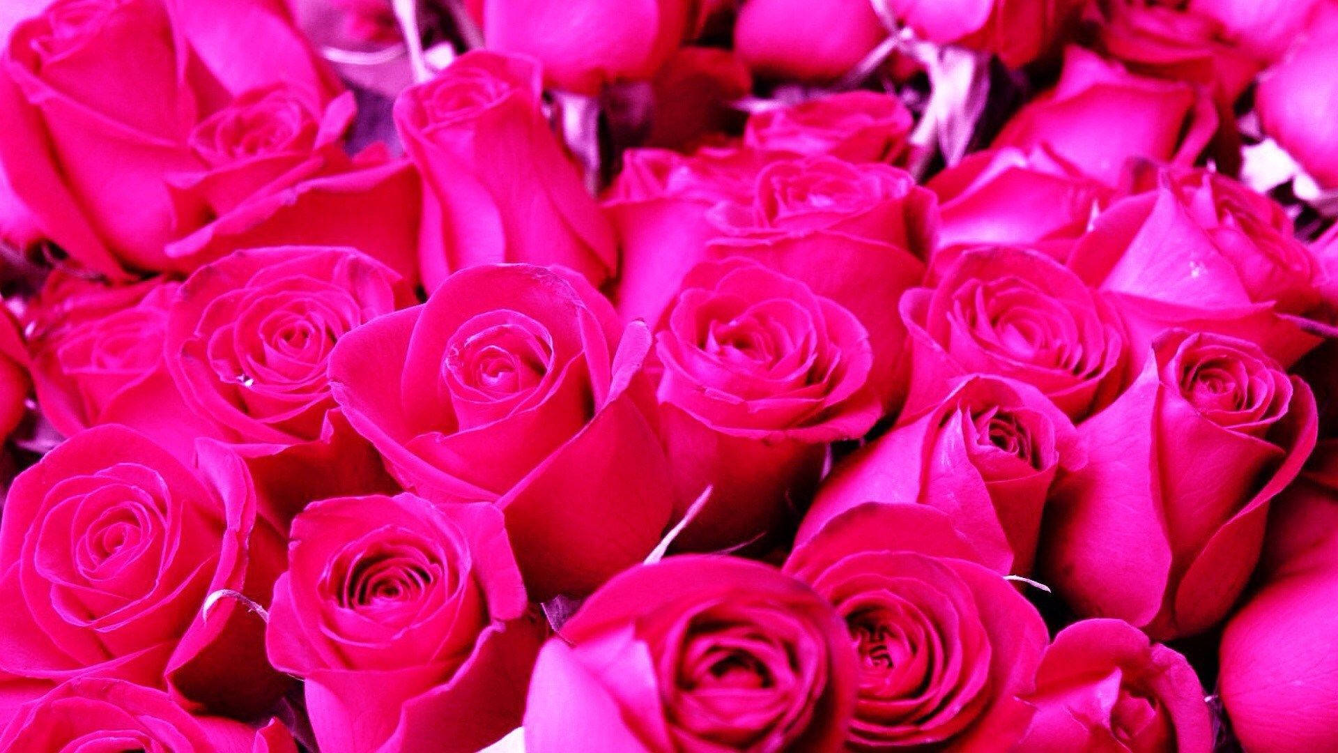 Roses 桌布 壁紙 — 一簇密集的鮮粉紅色玫瑰，帶有天鵝絨般的花瓣和柔和陰影，營造出浪漫的花卉構圖。