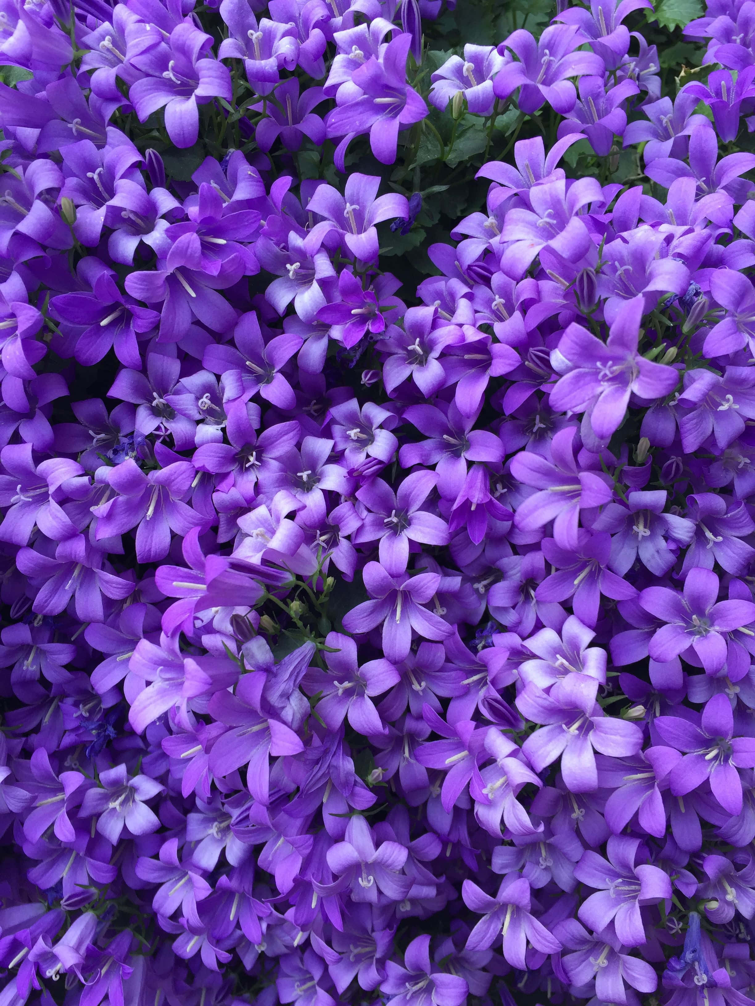 Purple Flower 桌布 壁紙 — 一簇密集的鮮紫色鐘形花朵，帶有精緻的白色中心和茂密的綠色葉子。