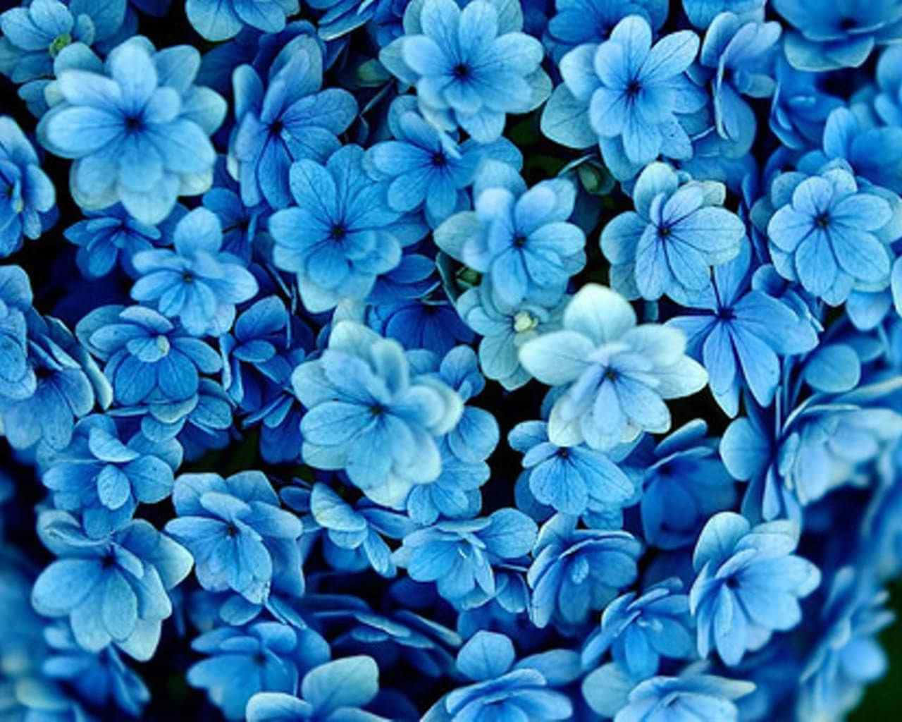 Blue Flowers 桌布 壁紙 — 一簇密集的鮮藍色繡球花，帶有柔和的白色高光和細膩的花瓣紋理。
