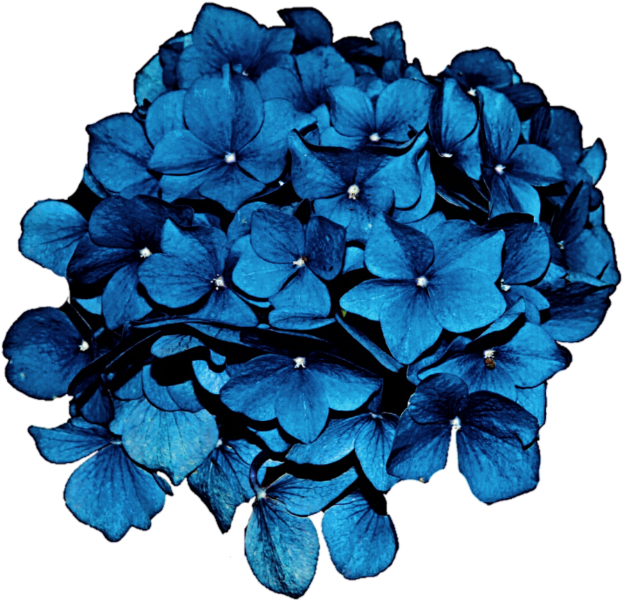 Hydrangea 桌布 壁紙 — 一簇密集的鮮藍色繡球花，花瓣精緻，花心白色，襯托在純黑背景上。