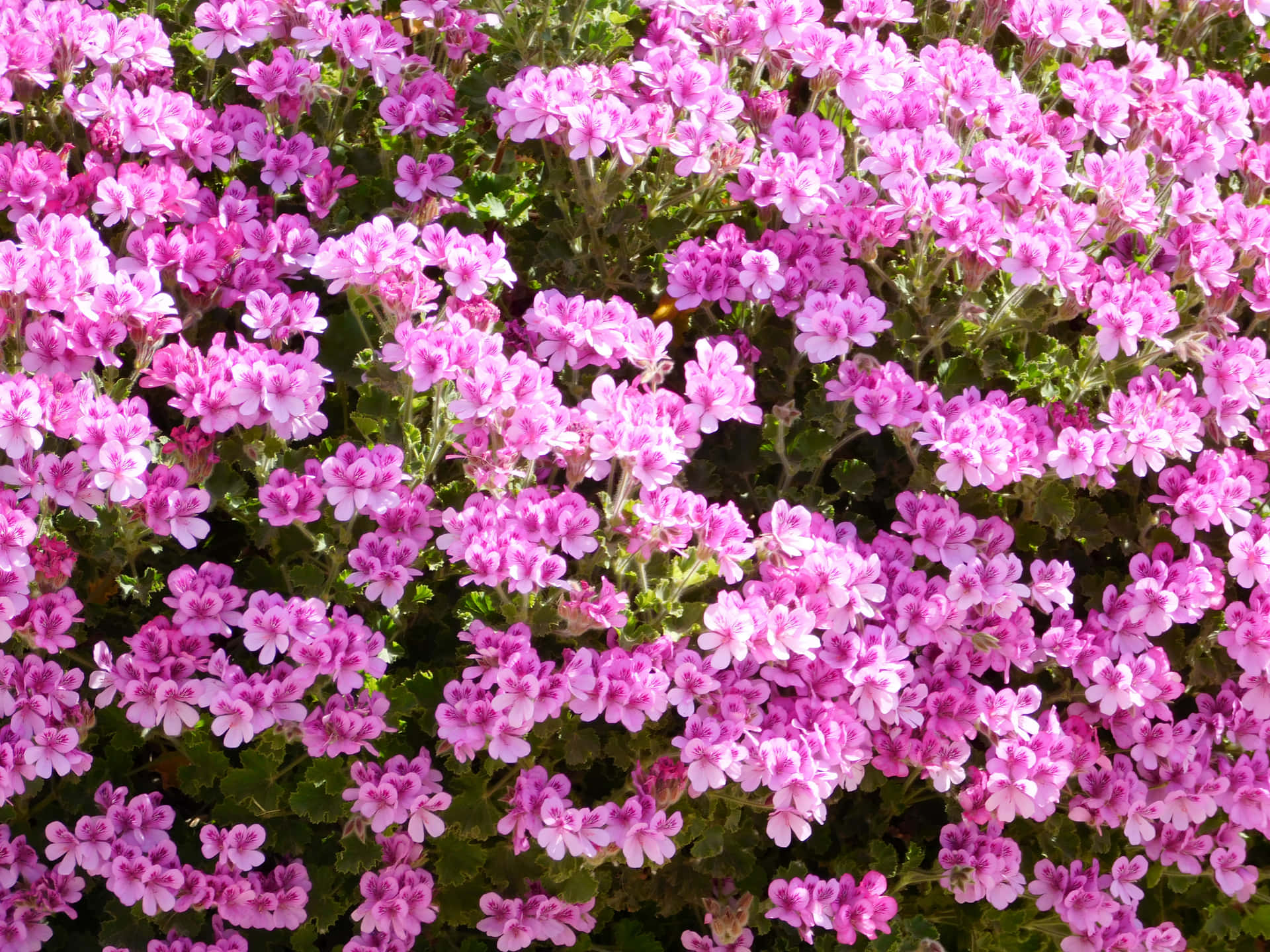 Flowers outdoors in the garden 壁紙 — 一簇密集的鮮豔粉紅色天竺葵花，花瓣精緻，綠葉茂盛，在明亮的陽光下。