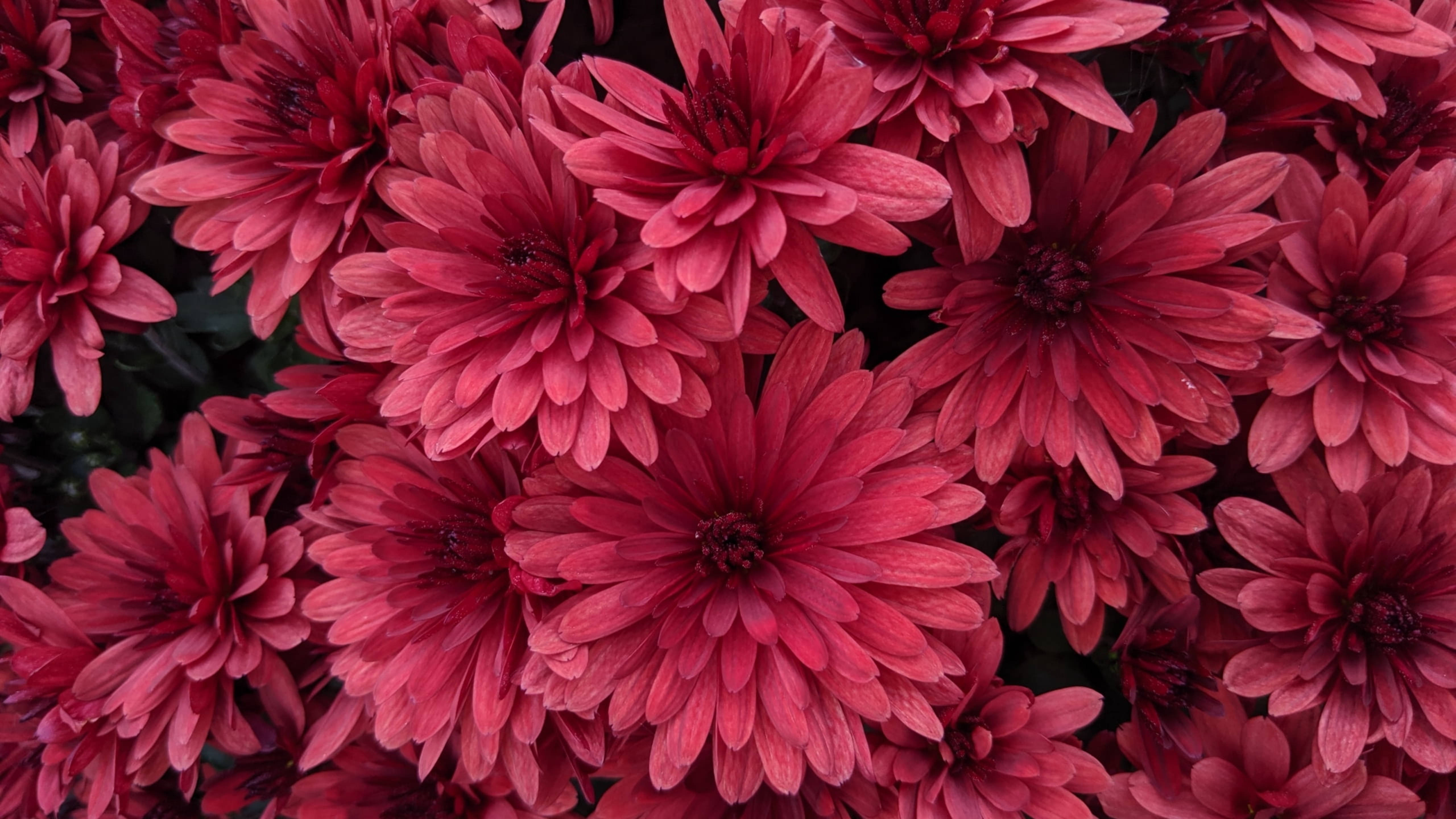 Chrysanthemum 桌布 壁紙 — 一簇密集的鮮豔粉紅色菊花，花瓣層層疊疊，花心深色，在陰暗的背景中盛開。
