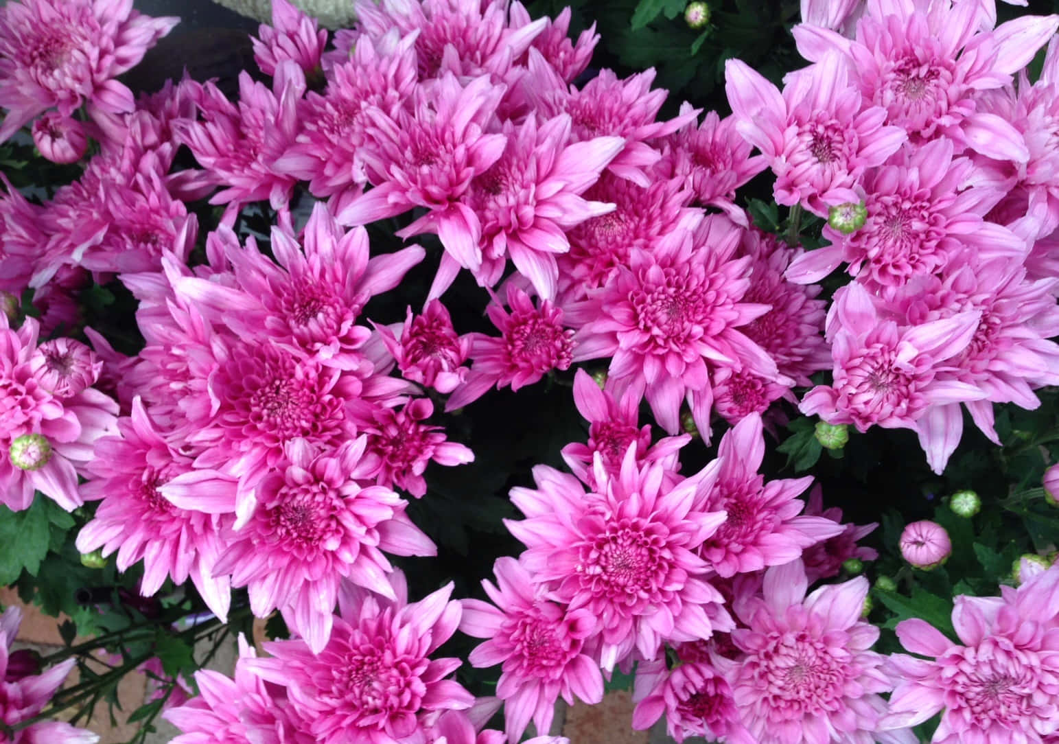 Chrysanthemum 桌布 壁紙 — 一簇密集的鮮豔粉紅色菊花，花瓣層層疊疊，綠葉襯托，在柔和自然光下。