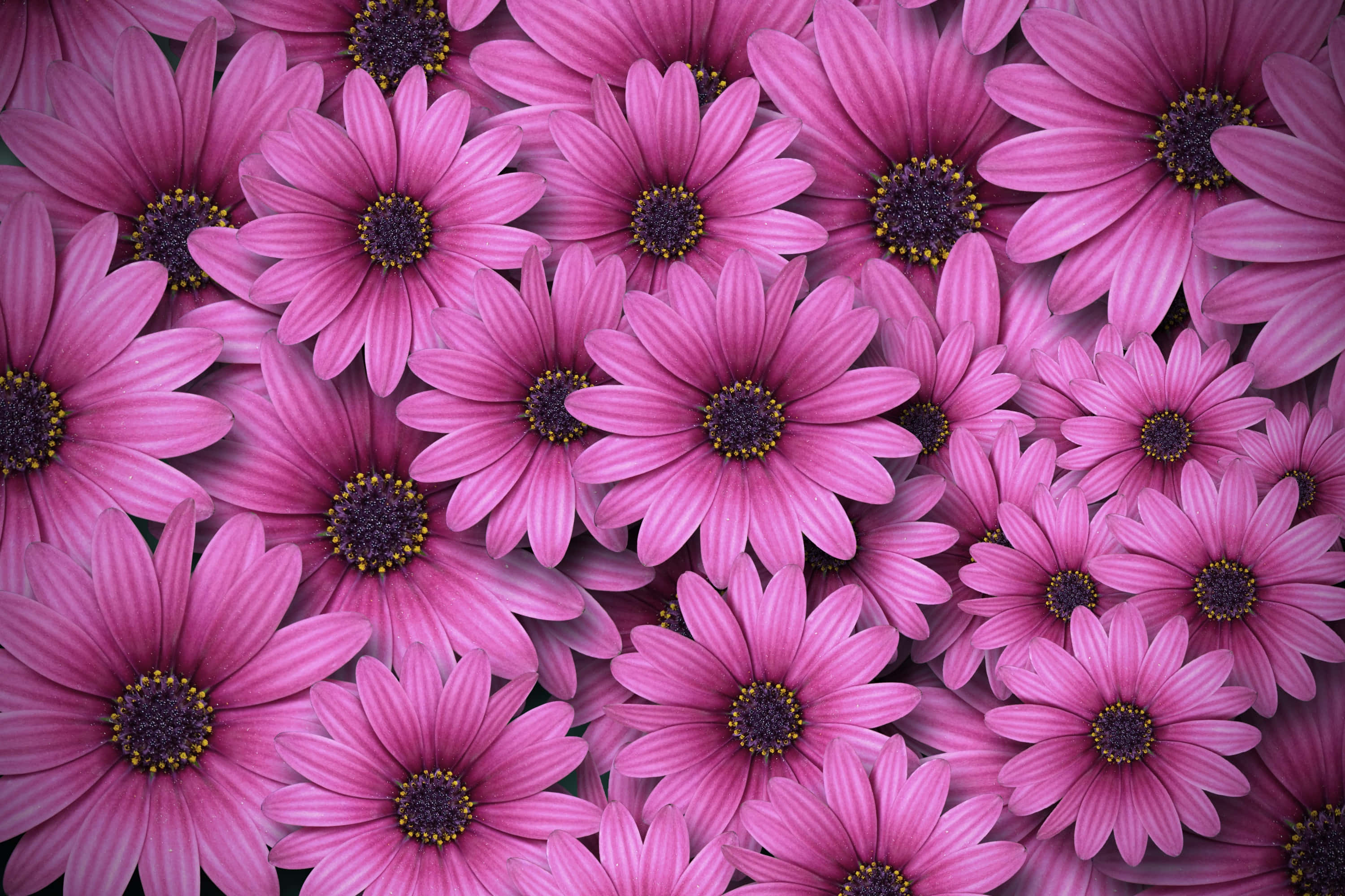 Pink Flowers 桌布 壁紙 — 一簇密集的鮮豔粉紅色雛菊，帶有深色中心和黃色雄蕊，以茂盛的花卉圖案填滿畫面。