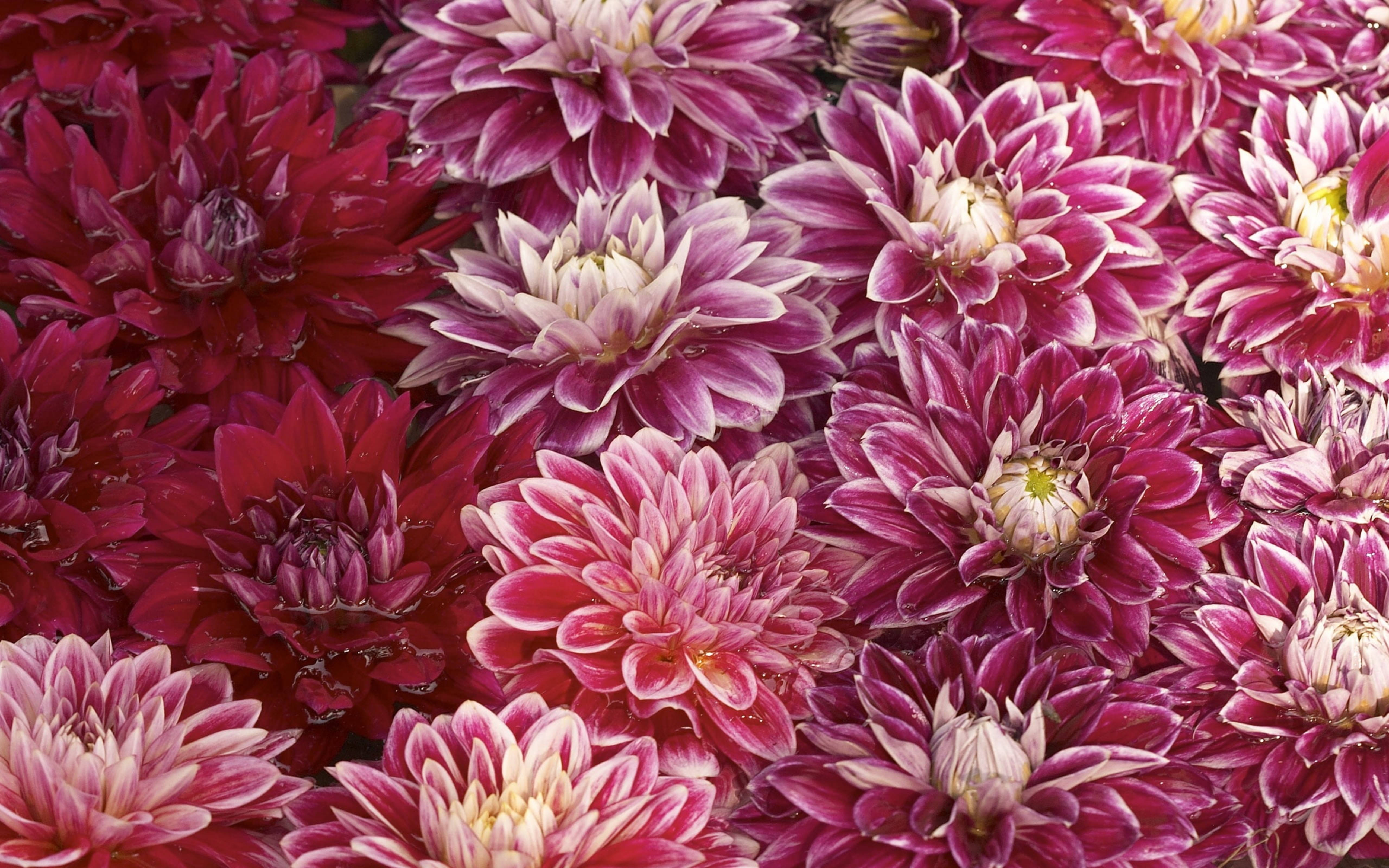Chrysanthemum 桌布 壁紙 — 一簇密集的鮮豔紫紅色和白色大麗花，花瓣上的露珠閃閃發光。