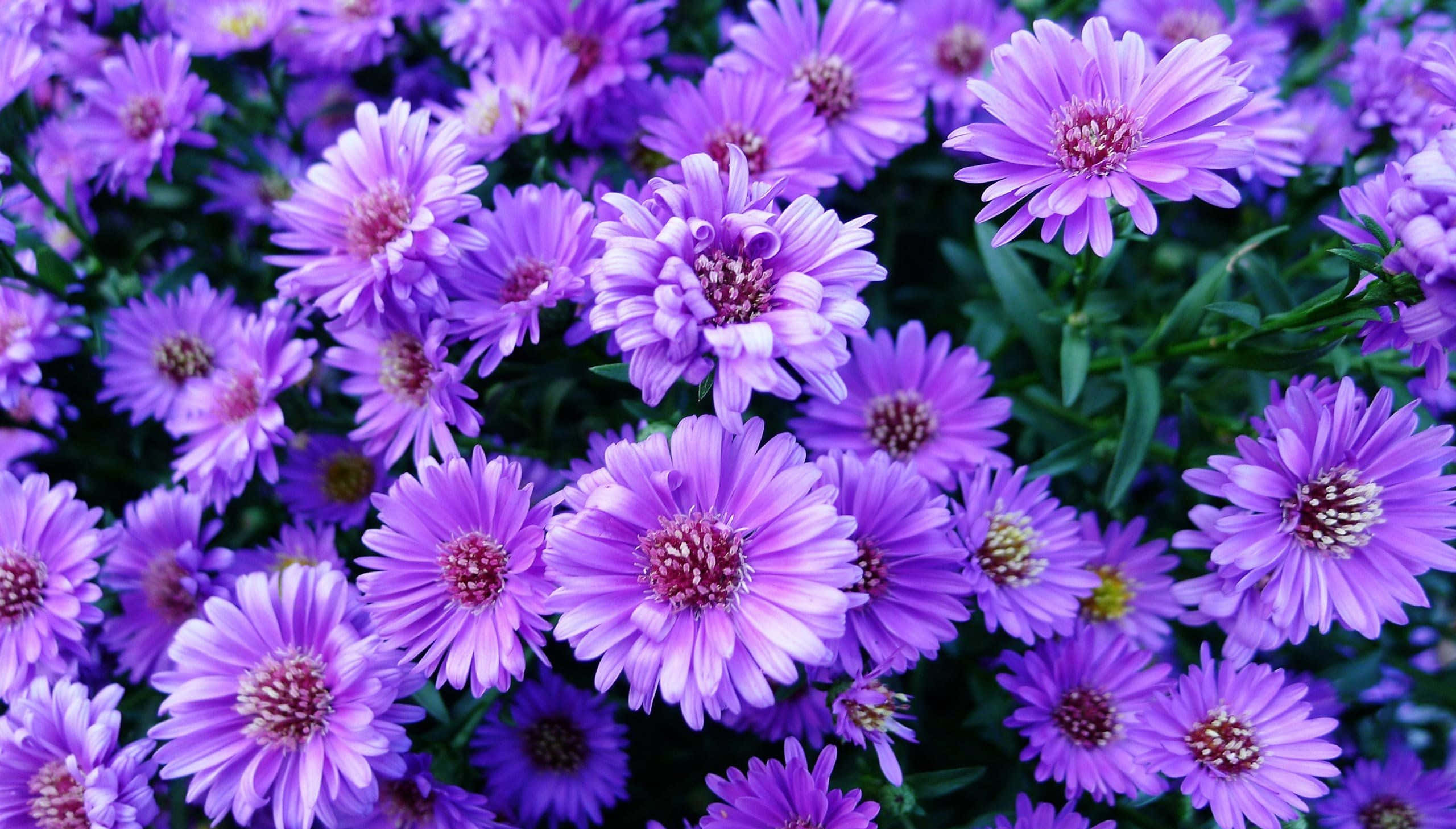 Purple Flower 桌布 壁紙 — 一簇密集的鮮豔紫色紫菀，帶有精緻的花瓣和深色中心，在茂密的綠色葉片中盛開。