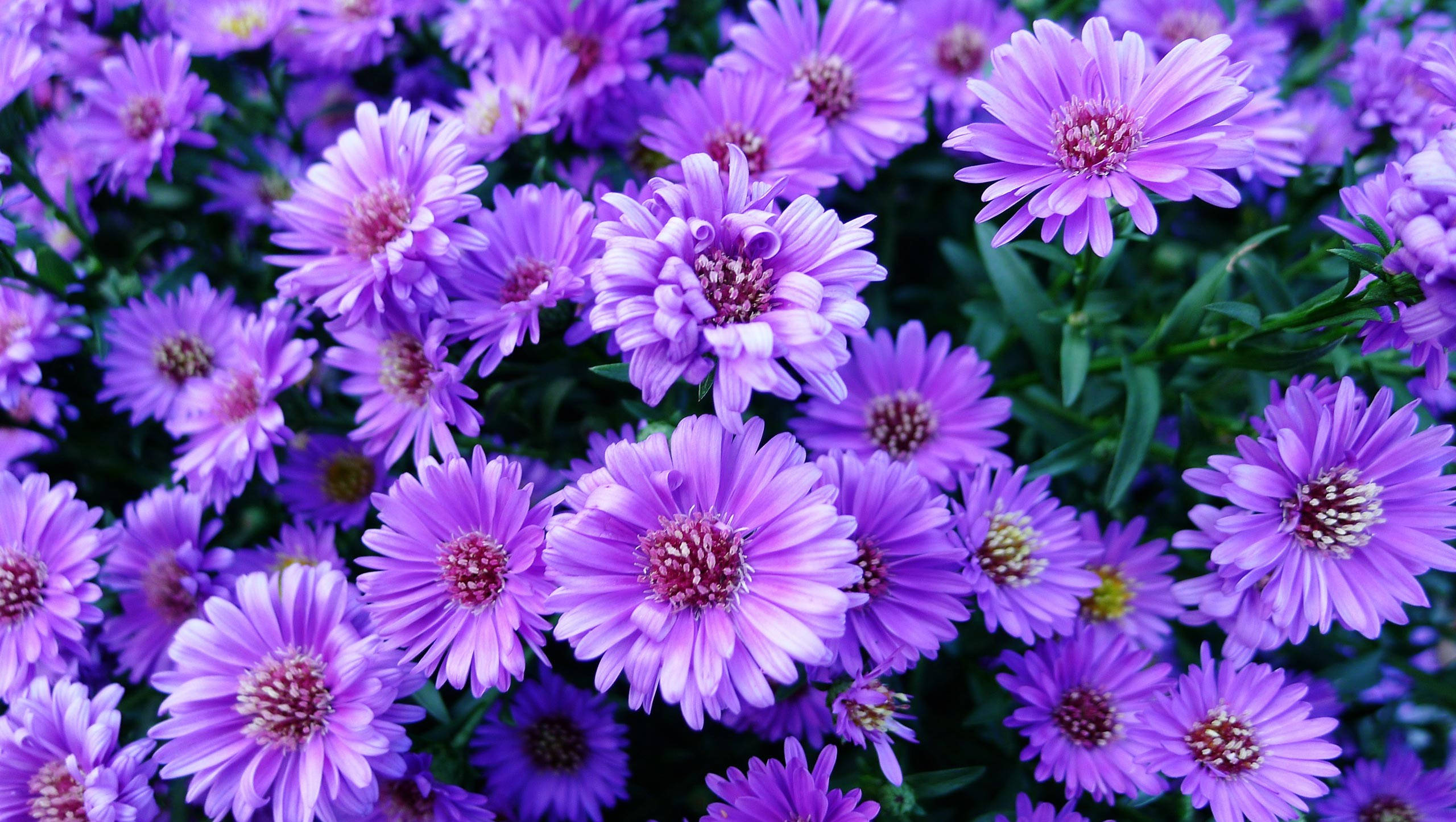 Aesthetic Purple Flower 桌布 壁紙 — 一簇密集的鮮豔紫色紫菀花，花瓣精緻，花心深色，在茂密的綠葉中綻放。