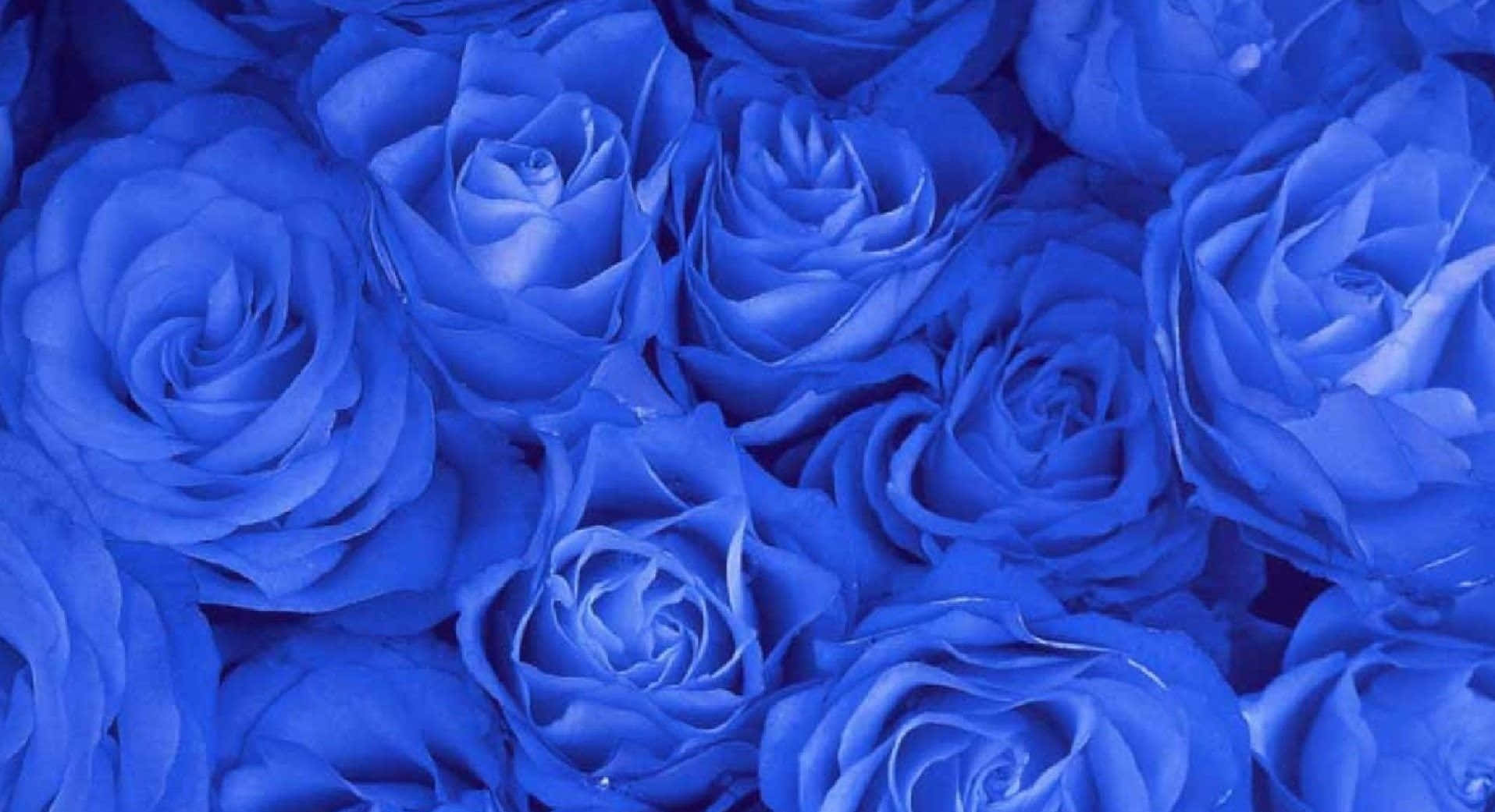 Rose Flower 桌布 壁紙 — 一簇密集的鮮豔藍玫瑰，帶有複雜的層層花瓣和柔和陰影，營造出奢華的花卉質感。