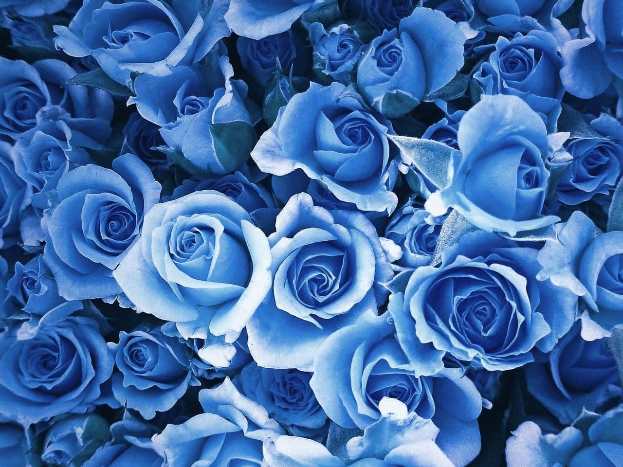 Rose Flower 桌布 壁紙 — 一簇密集的鮮豔藍玫瑰，花瓣精緻，深綠色葉子，在柔和光線下。