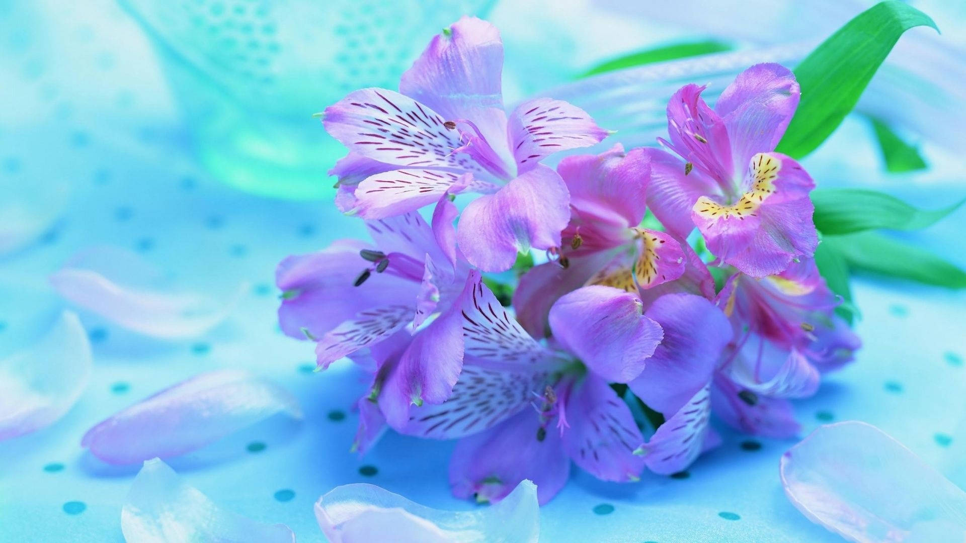Flowers Aesthetic 桌布 壁紙 — 一簇帶有白色斑點的淡紫色花朵，放置在淺藍色圓點表面上，周圍散落著花瓣。