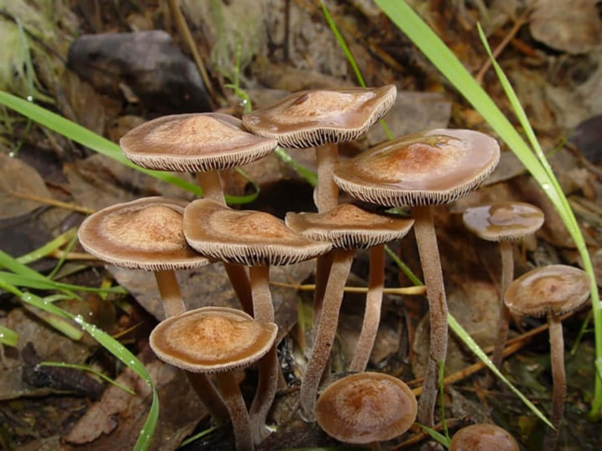 Magic Mushroom 桌布 壁紙 — 一簇帶有菌褶的棕色蘑菇，生長在森林地面的綠草和落葉之間。