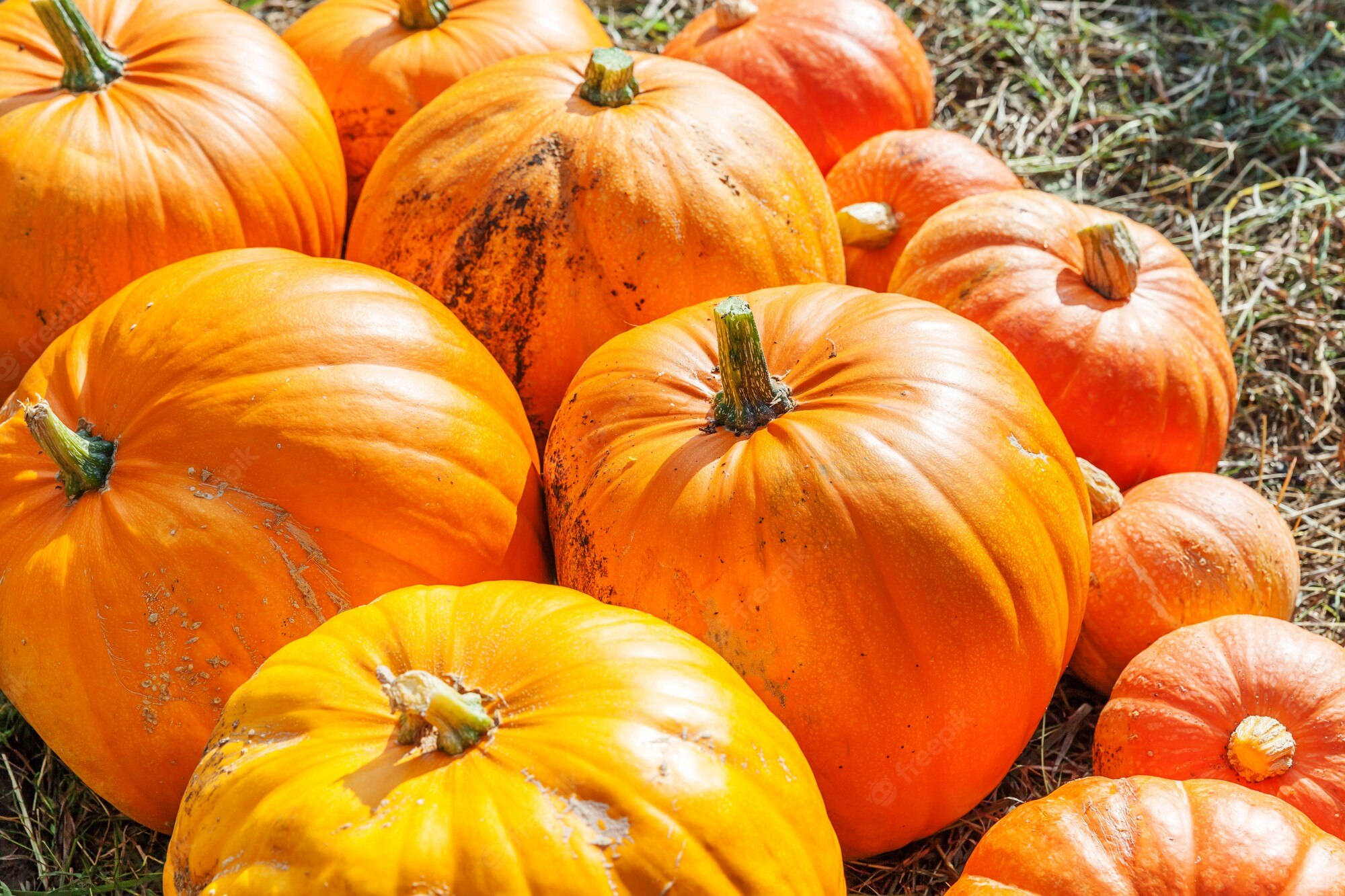 Fall Farm 桌布 壁紙 — 一簇成熟的南瓜，呈現溫暖的橙色色調，在明亮的陽光下靜置在乾草上。