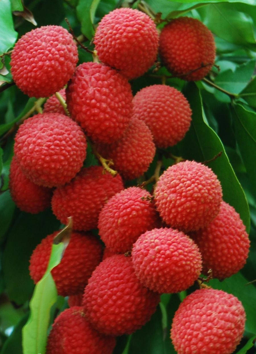 Fruits 桌布 壁紙 — 一簇成熟的紅色荔枝，表皮凹凸不平，掛在茂密的綠葉之間，是一張特寫照片。