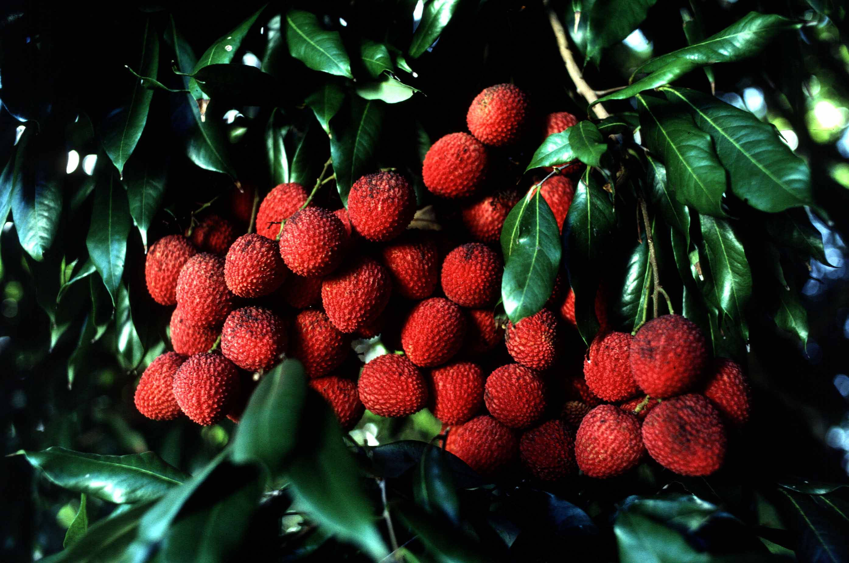 Litchi 桌布 壁紙 — 一簇成熟的紅色荔枝密集地掛在光亮的綠葉之間，斑駁的陽光灑落其上。