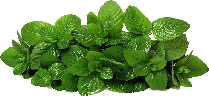 植物 桌布 壁紙 — 一簇新鮮薄荷葉，表面光澤翠綠，邊緣呈鋸齒狀，襯以純白背景。