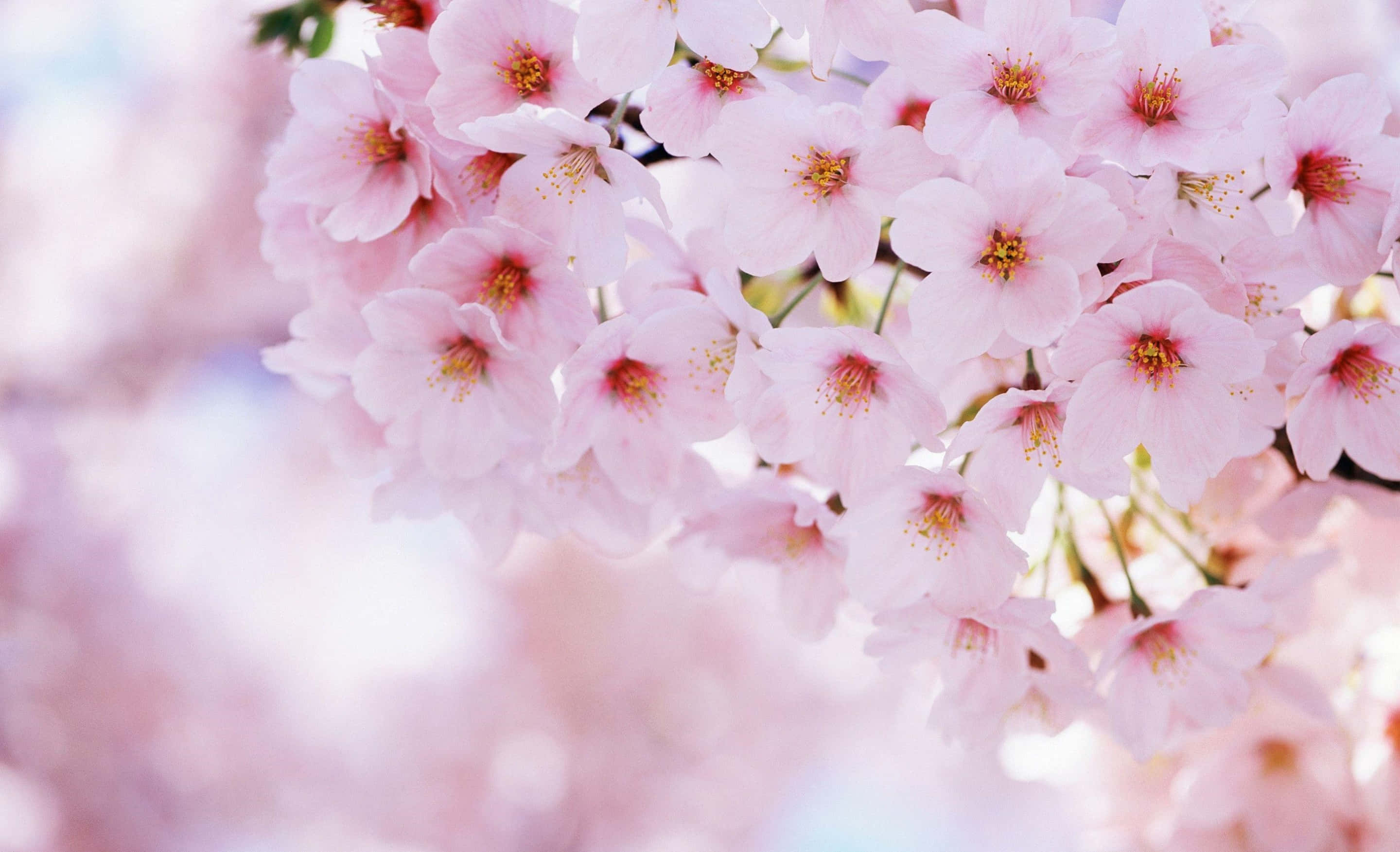 Sakura 桌布 壁紙 — 一簇柔和焦點的粉嫩櫻花，黃色雄蕊在夢幻粉彩背景中閃耀。