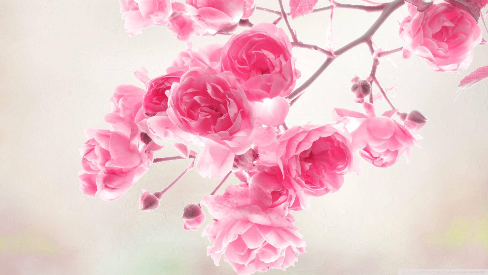 Pink Vintage Aesthetic 桌布 壁紙 — 一簇柔和焦點的鮮豔粉紅玫瑰，在朦朧的粉彩背景上細膩綻放。