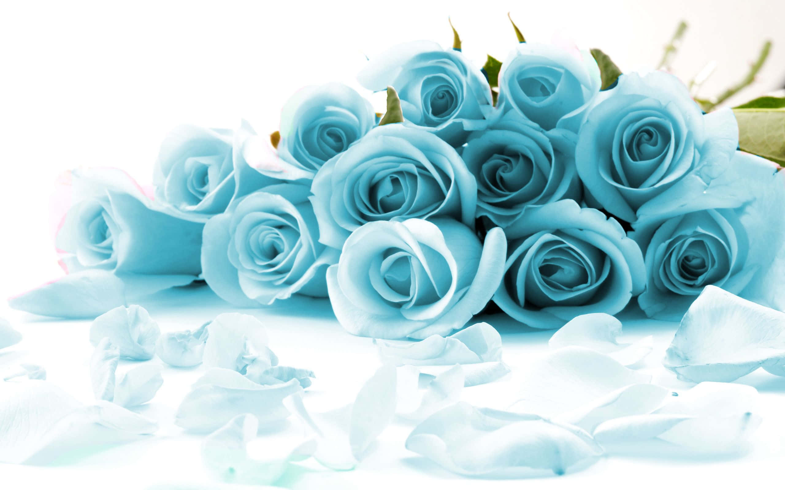Rose Flower 桌布 壁紙 — 一簇柔和的淺藍色玫瑰，散落的花瓣，放在明亮的白色表面上。