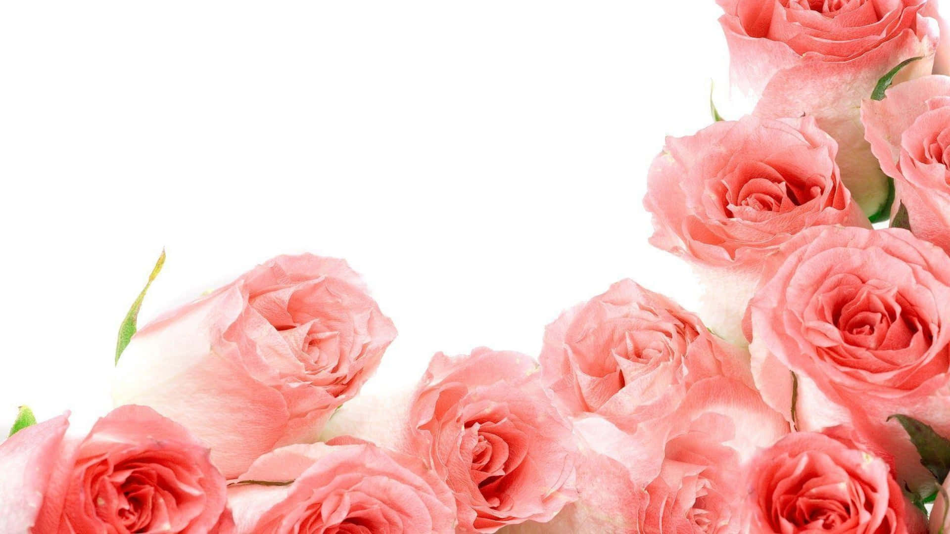 Rose Flower 桌布 壁紙 — 一簇柔和的粉紅玫瑰，帶有精緻的花瓣和綠色莖幹，以對角線排列在純白色背景上。
