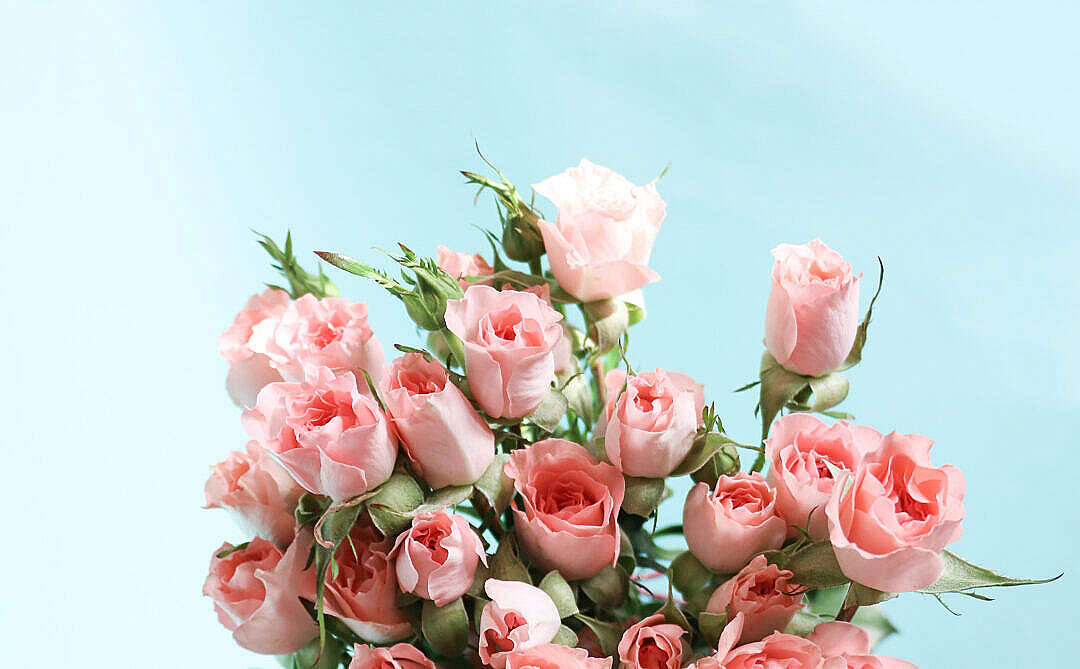 Pastel Pink Aesthetic 桌布 壁紙 — 一簇柔和的粉紅玫瑰，帶有綠色莖葉和花蕾，襯以淡藍色背景。
