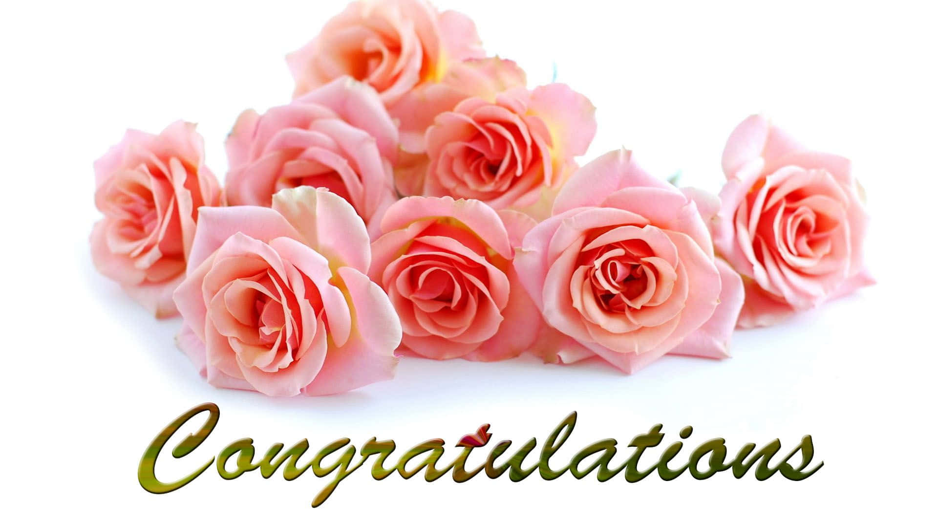 Congratulations 桌布 壁紙 — 一簇柔和的粉紅玫瑰，帶有金色亮點，排列在白色背景上，並帶有優雅的金色「恭喜」文字。