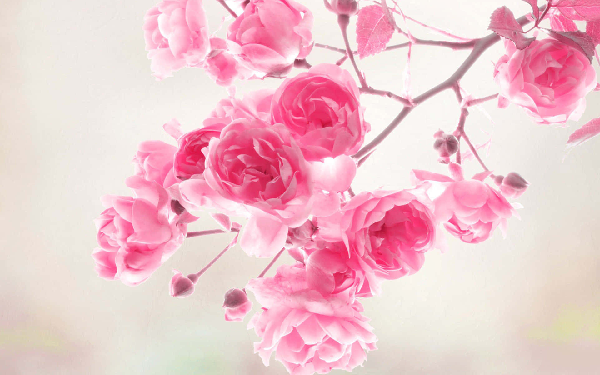 Best Flowers 桌布 壁紙 — 一簇柔和的粉紅玫瑰在朦朧的粉彩背景上細膩地綻放。