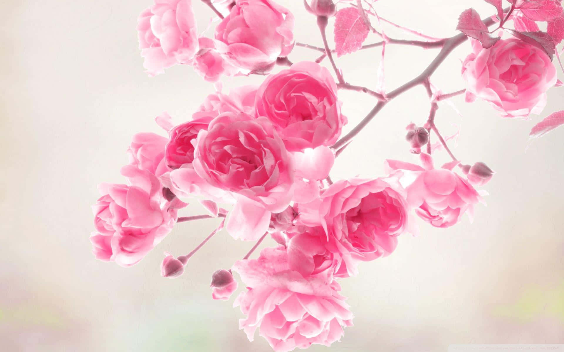 Pink Rose 桌布 壁紙 — 一簇柔和的粉紅玫瑰在朦朧的粉彩背景上細膩地綻放，柔和的光線穿透其中。