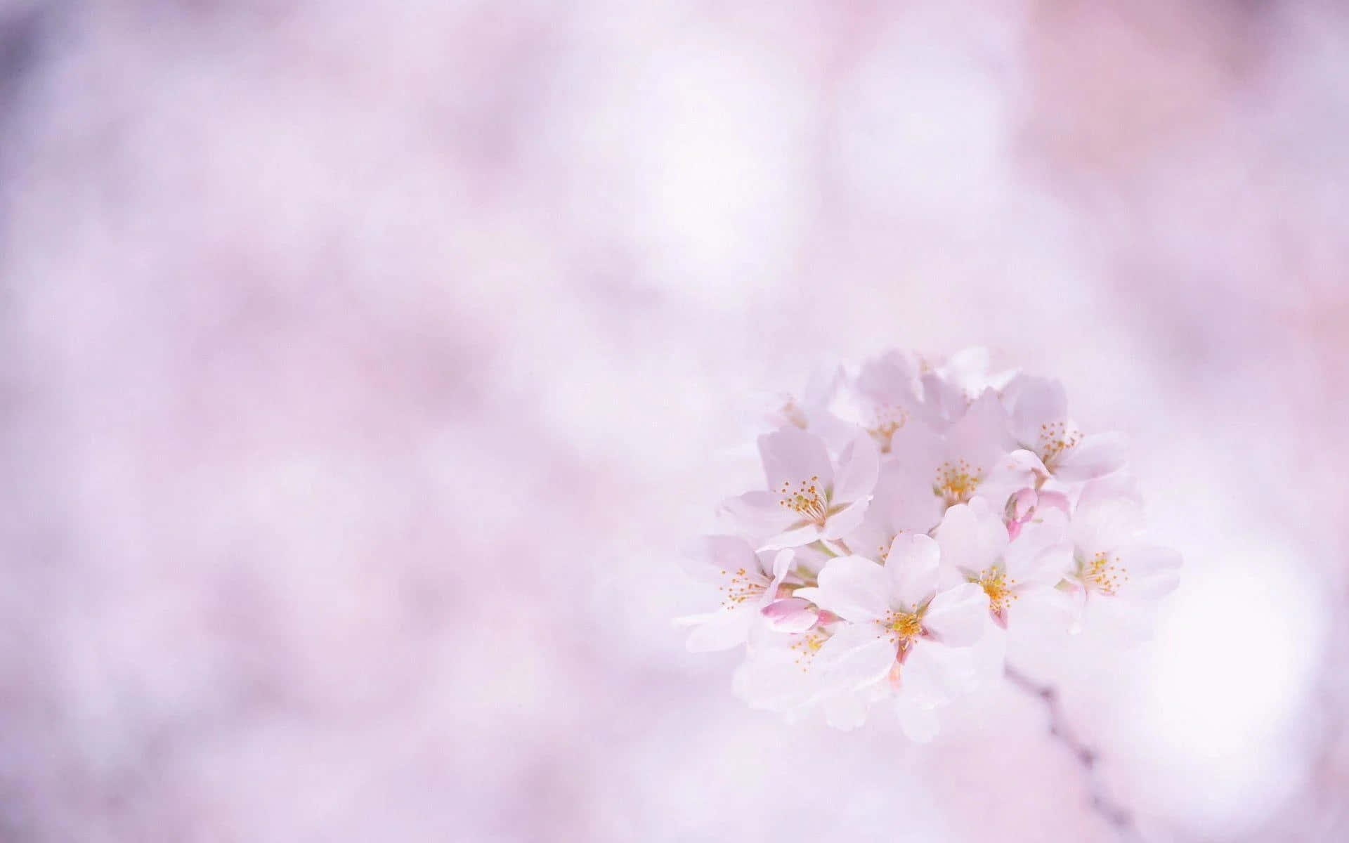 Sakura 桌布 壁紙 — 一簇柔和的粉紅色櫻花，在夢幻般的模糊背景（粉彩粉紅和白色散景）中清晰對焦。