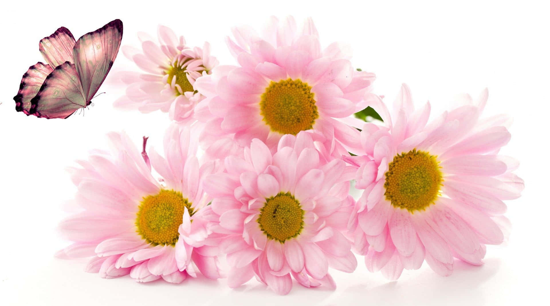 Pink Chrysanthemums 桌布 壁紙 — 一簇柔和的粉紅色雛菊，帶有黃色花心，一隻精緻的紫色蝴蝶在純白色背景附近盤旋。