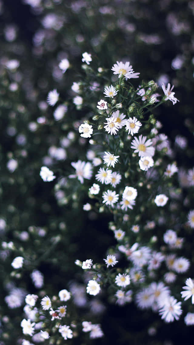 Daisy 桌布 壁紙 — 一簇柔焦的白色雛菊，帶有黃色花心，在深綠色模糊背景中綻放。