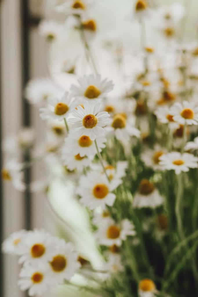 Daisies 桌布 壁紙 — 一簇柔焦的白色雛菊，黃色花心在自然光中輕輕搖曳。