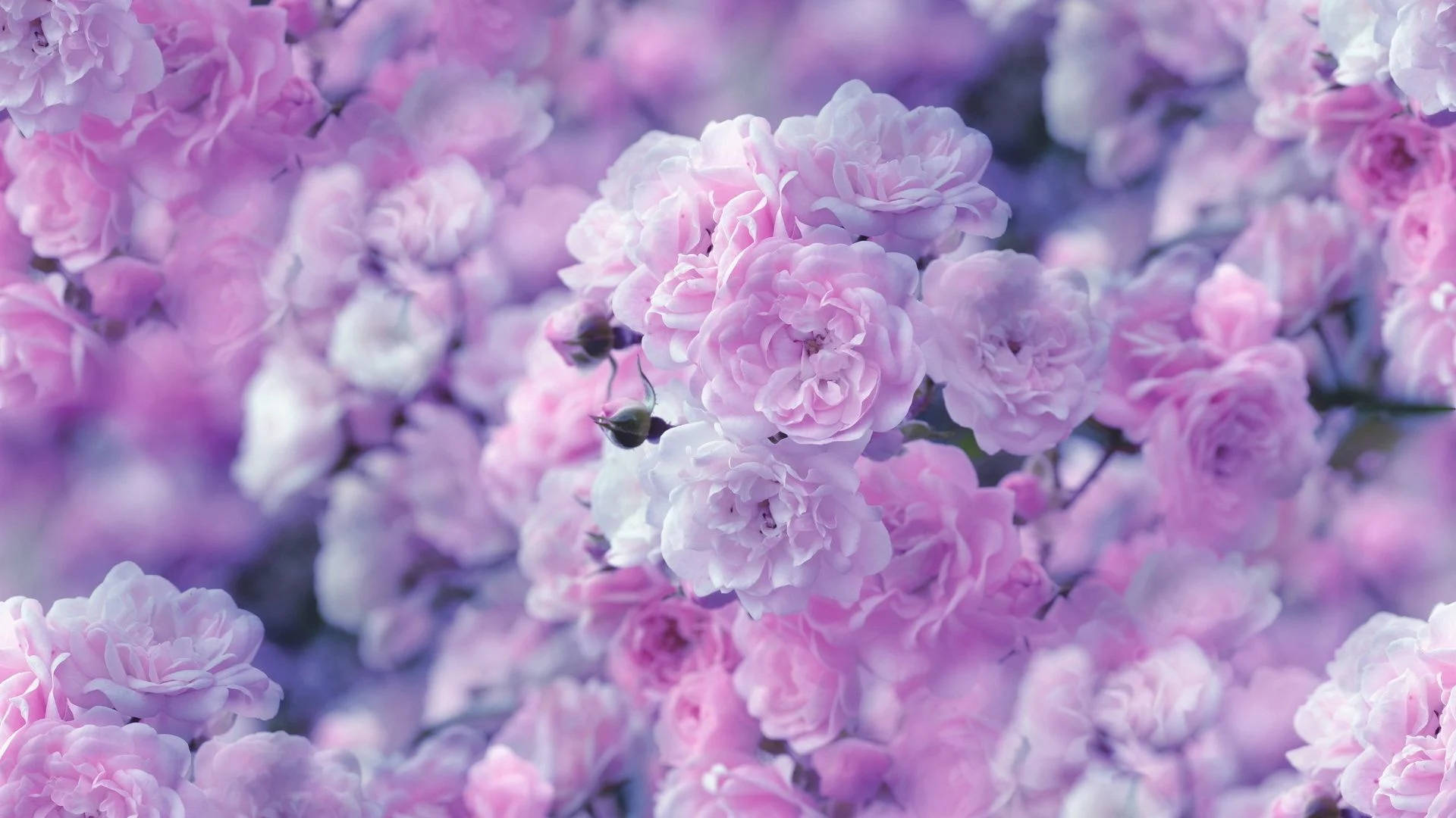 Real Floral 桌布 壁紙 — 一簇柔焦的粉紅與白玫瑰，花瓣柔和，背景模糊。