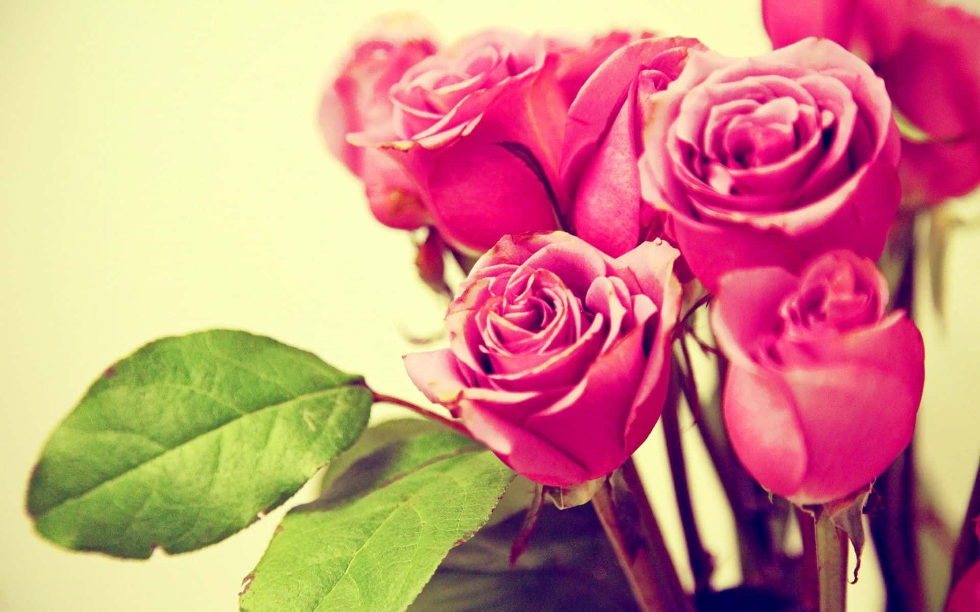 Pink Roses 桌布 壁紙 — 一簇柔焦的鮮豔粉紅玫瑰，搭配茂盛的綠葉，襯托在溫暖的奶油色背景上。