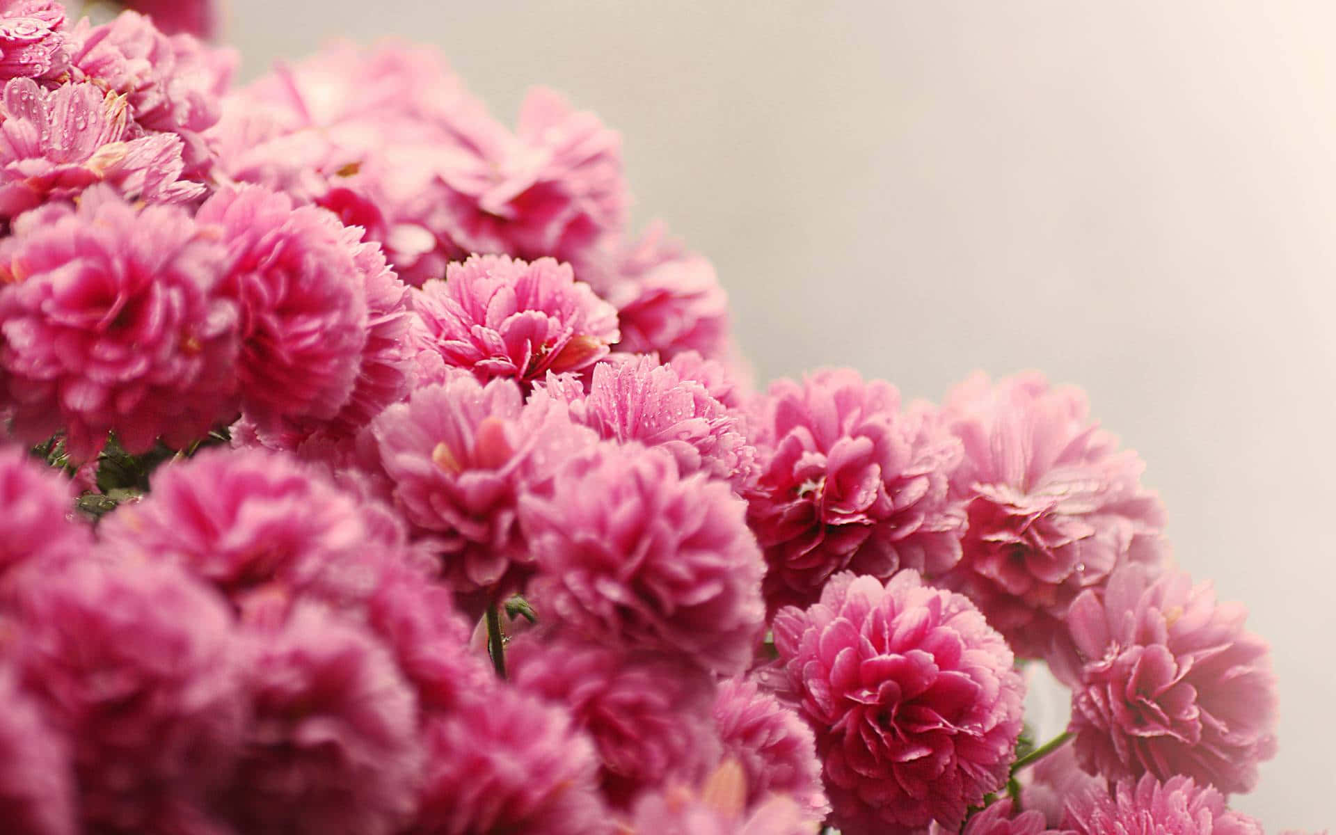 Pink Rose 桌布 壁紙 — 一簇柔焦的鮮豔粉紅色菊花，露珠在精緻的花瓣上閃閃發光，襯托著柔和的背景。