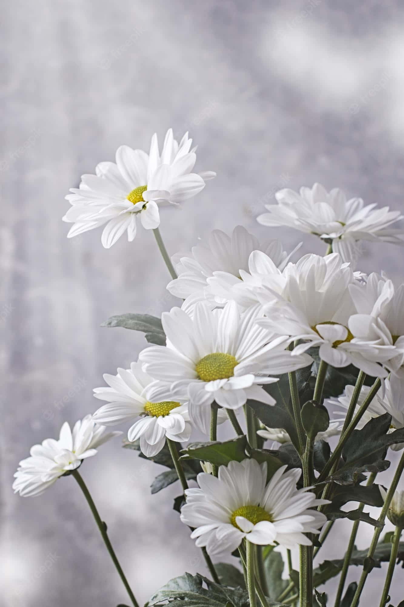 Android Daisies 桌布 壁紙 — 一簇柔軟的白色雛菊，帶有黃色花心，在柔和的灰色紋理背景上盛開。