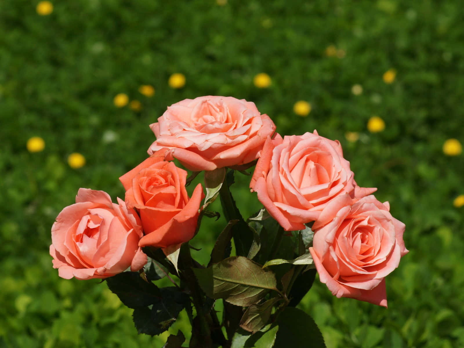 Rose Flower 桌布 壁紙 — 一簇柔軟的蜜桃玫瑰在陽光明媚、點綴著黃色蒲公英的綠色田野上生機勃勃地綻放。