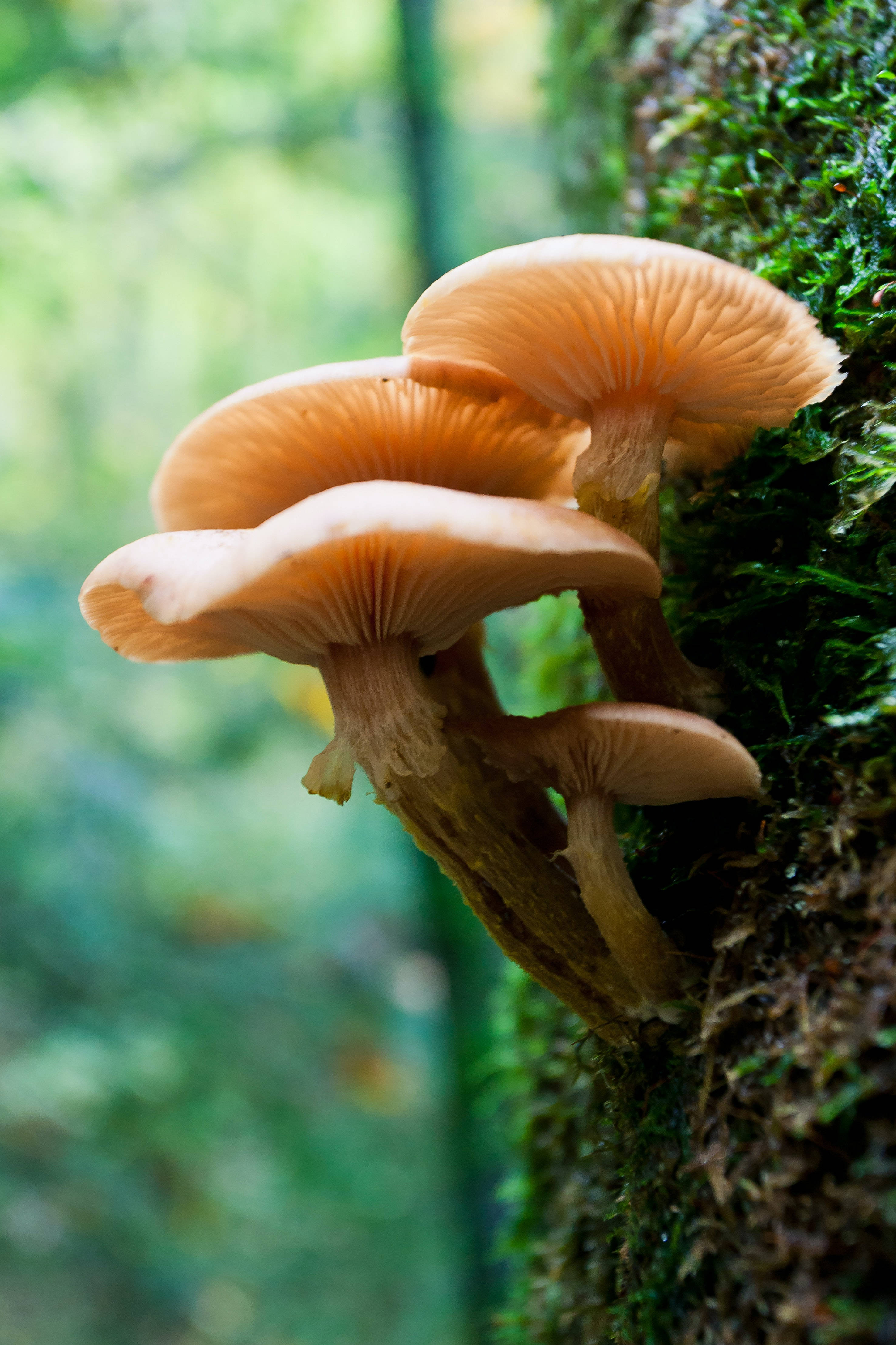 Mushroom Aesthetic 桌布 壁紙 — 一簇柔軟的蜜桃色蘑菇，生長在陽光明媚的森林中長滿苔蘚的樹幹上。