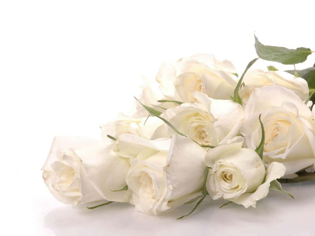 White Rose 桌布 壁紙 — 一簇柔軟純淨的白玫瑰，搭配精緻的綠葉，靜置在潔白的表面上。